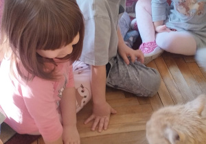 Na zdjęciu dzieci obserwują poruszającego się po sali przedszkolnej kota z Fundacji.