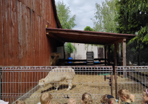 Dzieci obserwujące alpaki.