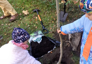 Zdjęcie przedstawia dziecko zasypujące ziemią korzenie wsadzanego drzewa.