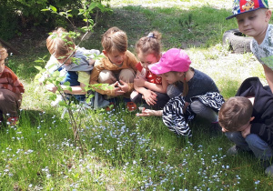 zdjęcie przedstawia dzieci w ogrodzie przedszkolnym oglądające kwiaty – niezapominajki.