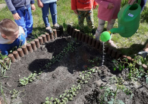 Na zdjęciu dzieci obserwują podlewanie wyrastających sadzonek.