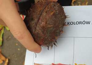 Na zdjęciu fragment karty pracy z kolorami i brązowy kasztan.
