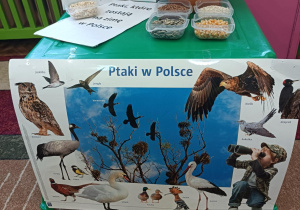 Na zdjęciu znajduje się ilustracja przedstawiająca ptaki w Polsce. Karmnik, nasiona które jedzą ptaki.