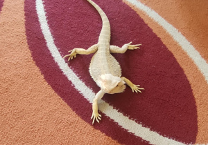 agama na przedszkolnym dywanie