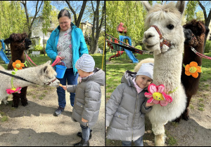 Na zdjęciu dziewczynka karmi i przytula alpakę.