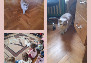 Na zdjęciu dzieci oglądają kota który przyjechał do przedszkola z Fundacją Kocia Mama.