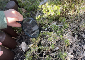 poszukiwanie wiosny przy użyciu lup