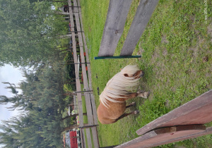Kuc w zagrodzie.