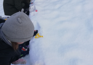 Dzieci barwią śnieg za pomocą pasków bibuły.