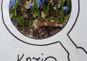 Zdjęcie przedstawia oznakę wiosny znalezioną przez Kazia - pierwsze wiosenne kwiatki.
