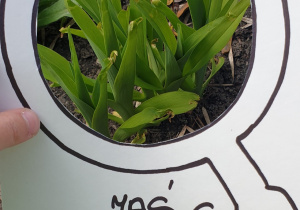 Zdjęcie przedstawia oznakę wiosny znalezioną przez Jasia - rozwijające się wiosenne kwiaty.