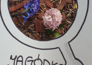 Zdjęcie przedstawia oznakę wiosny znalezioną przez Jagódkę - wiosenne kwiaty hiacynty.