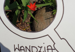 Zdjęcie przedstawia oznakę wiosny znalezioną przez Wandzię - czerwony tulipan.