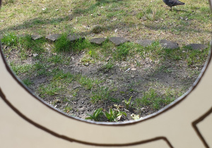 Zdjęcie przedstawia oznakę wiosny znalezioną przez Edzia - kaczki na pobliskim stawie.