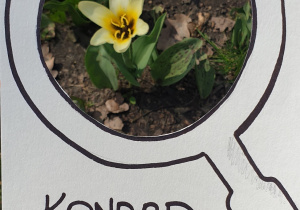 Zdjęcie przedstawia oznakę wiosny znalezioną przez Konrada - żółty tulipan.