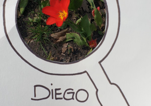 Zdjęcie przedstawia oznakę wiosny znalezioną przez Diego - czerwony tulipan.