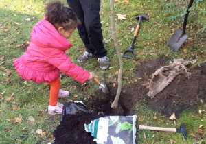 Zdjęcie przedstawia dziecko zasypujące ziemią korzenie wsadzanego drzewa.