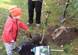 Zdjęcie przedstawia dziecko zasypujące ziemią korzenie wsadzanego drzewa.