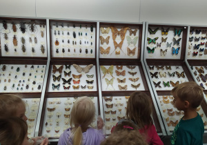Motyle w muzeum przyrodniczym