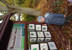 Na zdjęciu chłopiec ogląda w zakątku przyrodniczym tablice dotycząca leśnych gatunków drzew.