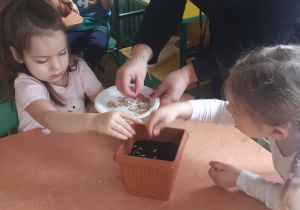 na zdjęciu dzieci wraz z nauczycielką sadzące owies do przygotowanych doniczek