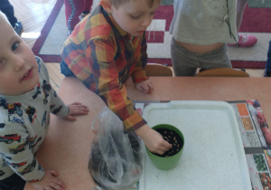 Chłopiec w koszuli w kratę wkłada nasiona do doniczk