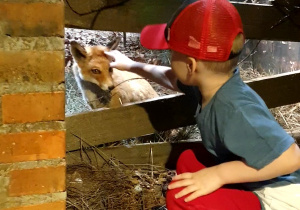 Na zdjęciu chłopiec w czerwonej czapce z daszkiem głaszcze eksponat lisa.