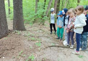 Na zdjęciu dzieci przyglądają się wielkiemu mrowisku w lesie.