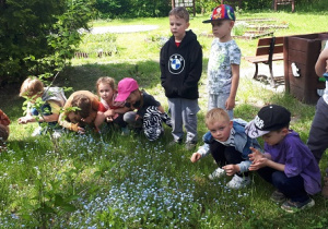 zdjęcie przedstawia dzieci w ogrodzie przedszkolnym oglądające kwiaty – niezapominajki.