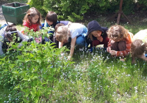 zdjęcie przedstawia dzieci w ogrodzie przedszkolnym oglądające kwiaty – niezapominajki.