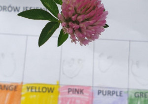 Na zdjęciu fragment karty pracy z kolorami i różowy kwiat koniczyny.