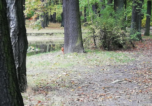 Na zdjęciu wiewiórka spotkana przez grupę na spacerze.