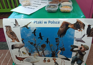 Na zdjęciu znajduje się ilustracja przedstawiająca ptaki w Polsce. Karmnik, nasiona które jedzą ptaki.