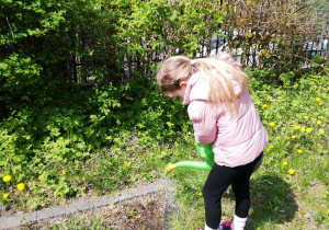 Na zdjęciu dziewczynka podlewa z konewki posadzone rośliny