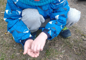 Chłopiec wsypuje nasiona kopru.