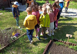 przedszkolaki sadzą rośliny w przedszkolnym ogrodzie