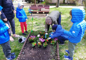 Dzieci z pomocą pani sadzą roślinki na grządce grupowej.