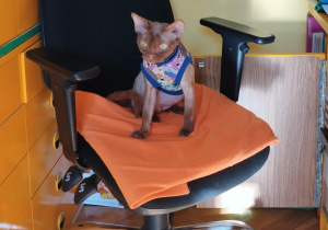 Kot siedzący na fotelu