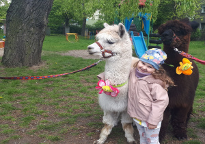 na zdjęciu dziewczynka przytulająca alpaki