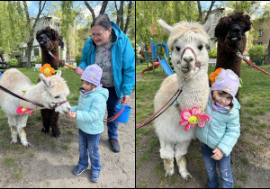 Na zdjęciu dziewczynka karmi i przytula alpakę.