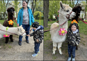 Na zdjęciu chłopiec karmi i przytula się do białej alpaki.