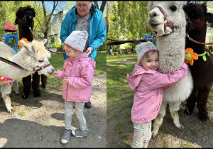 Na zdjęciu dziewczynka karmi i przytula alpakę.