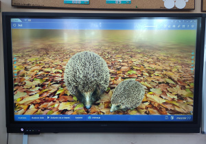 monitor interaktywny przedstawiający animację jeża